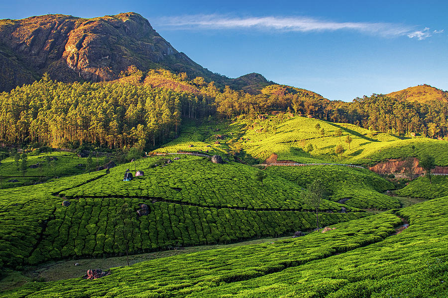 Golden Light At Lockhart Gap Road, Munnar Photograph by Anil Thomas ...