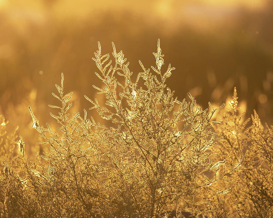 Golden Light Photograph by Isaac Ralston - Fine Art America