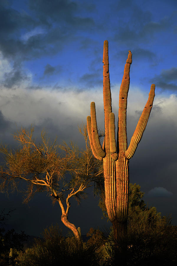 Golden Light on Saguaro Photograph by Hazel Vaughn