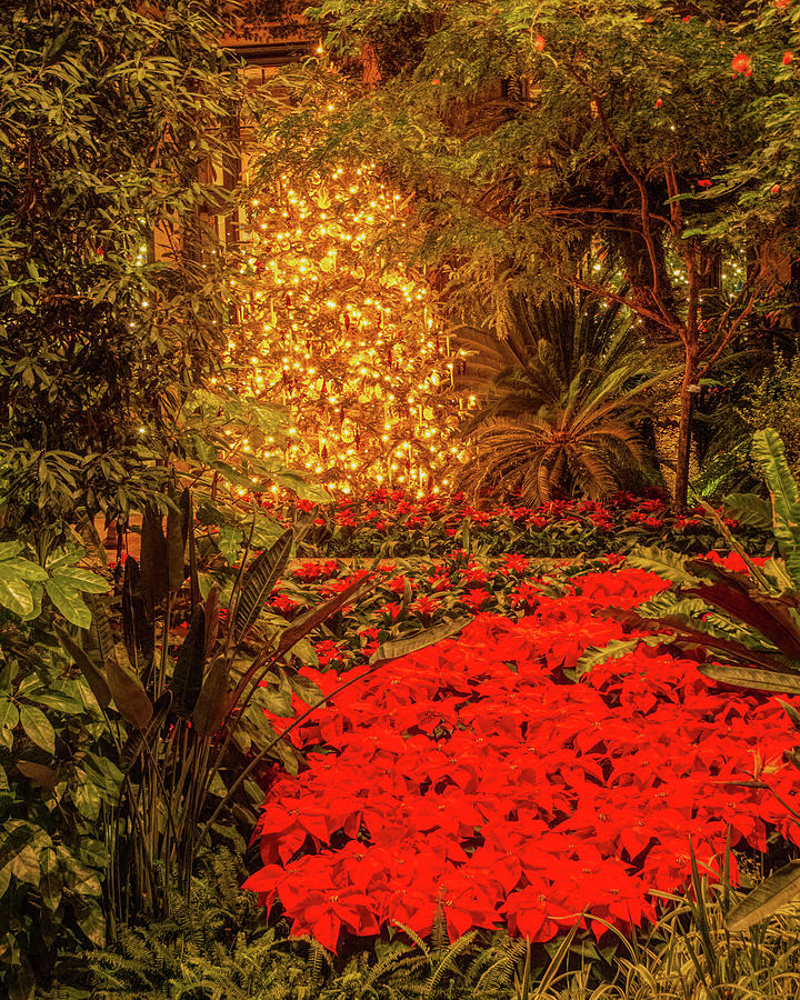 Golden Lights and Poinsettias Photograph by Kristia Adams
