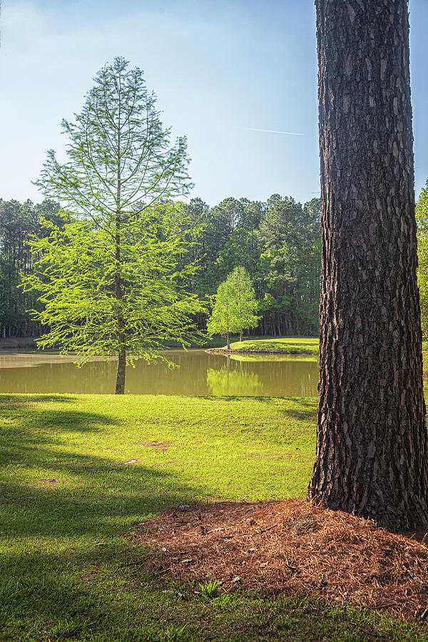 Golden Lignt on Cypress Trees North Carolina Rest Stop Photograph by Bob Decker