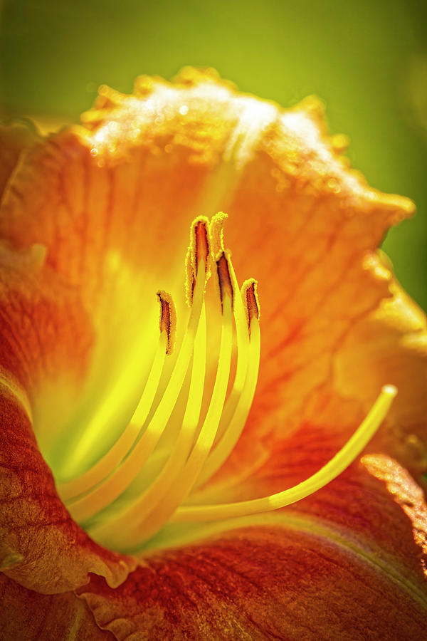 Golden Lily Photograph by Fred J Lord