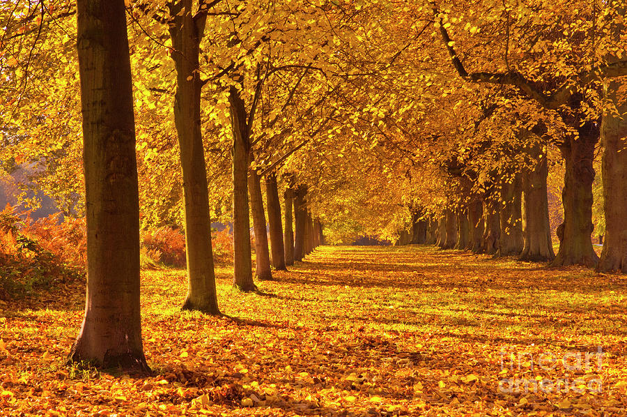 Golden Lime tree avenue, autumn, Clumber park, Nottinghamshire, England Photograph by Neale And Judith Clark