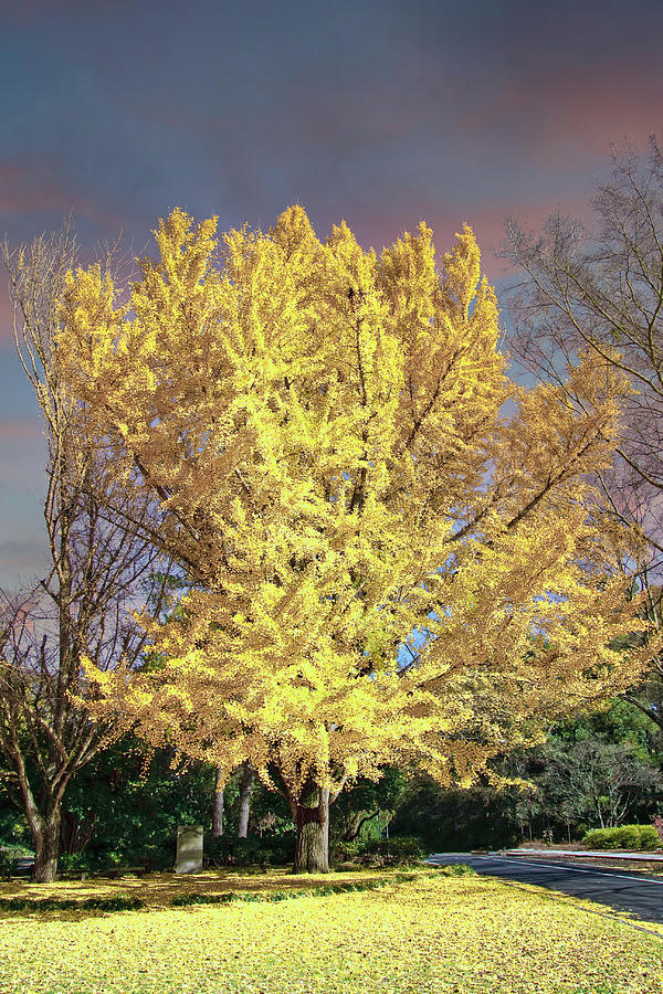 Golden Linden Tree Under Autumn Sky Photograph by Darryl Brooks