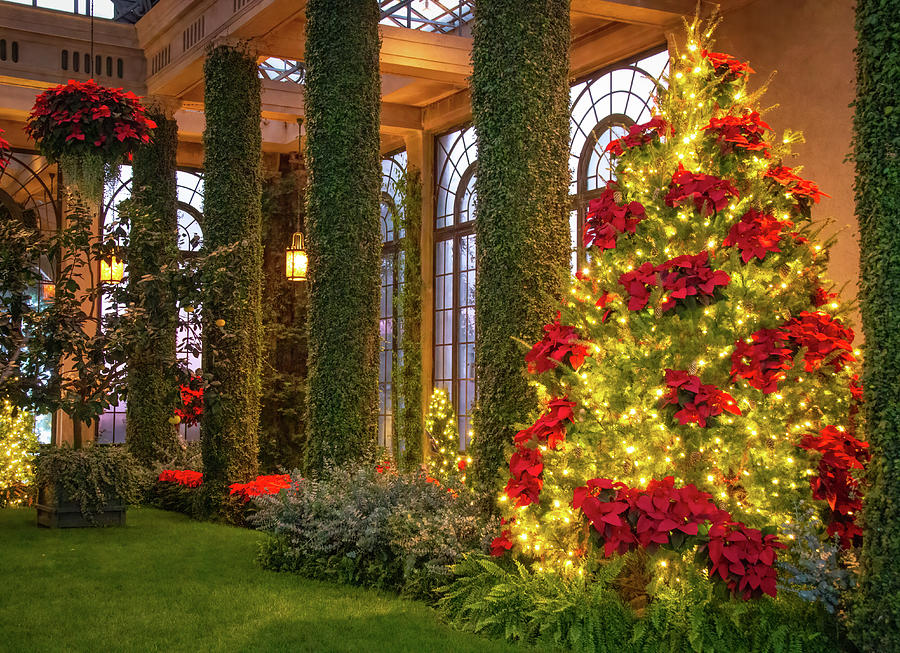 Golden Lit Tree with Poinsettias Photograph by Kristia Adams