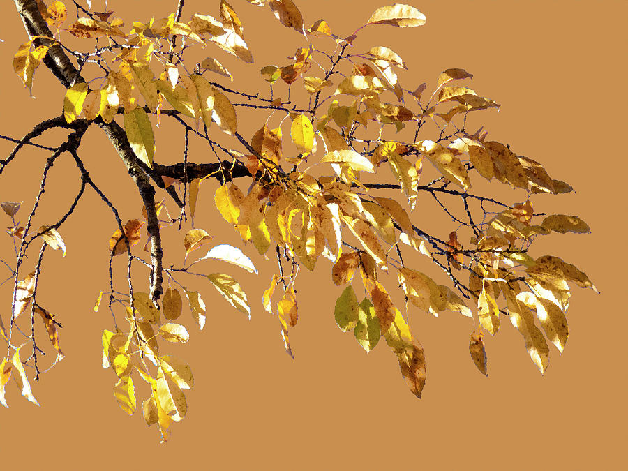 Golden Tree Branch Photograph by George Harth