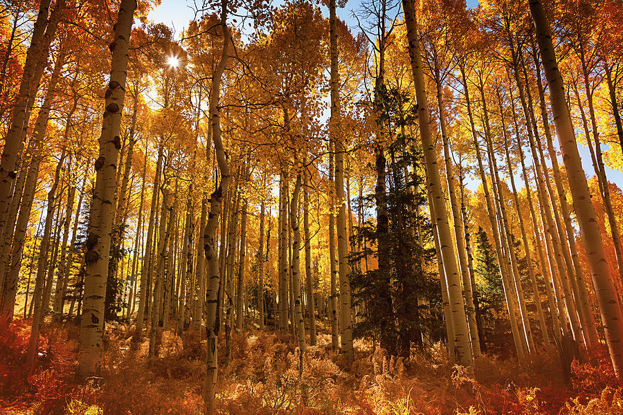 Golden Magic Light Photograph by Saija Lehtonen - Fine Art America