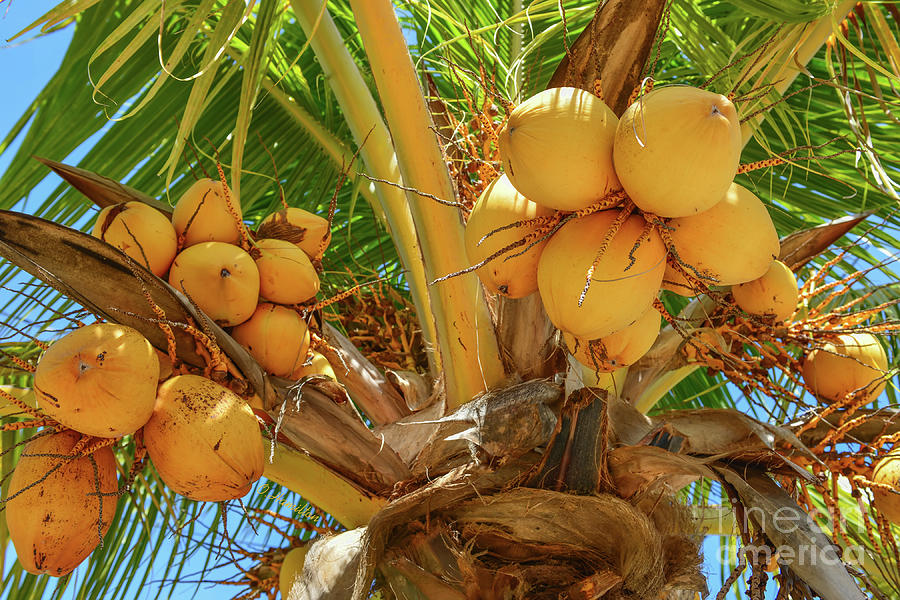 Golden Malayan Dwarf Coconuts Photograph by Olga Hamilton
