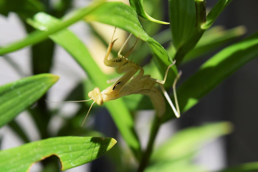 Golden Mantis Photograph by Lkb Art And Photography - Fine Art America