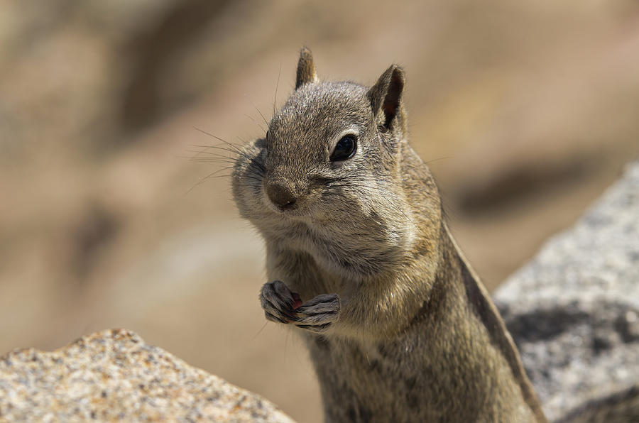 Golden-mantled Ground Squirrel - 8818 Photograph by Jerry Owens