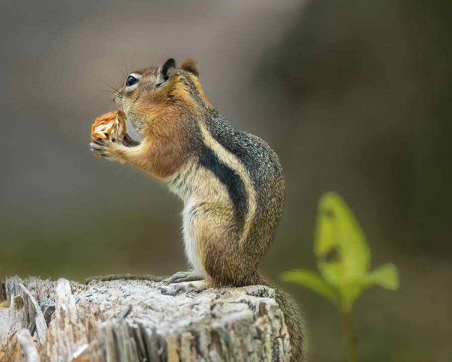 Golden-Mantled Ground Squirrel Photograph by Debra Martz
