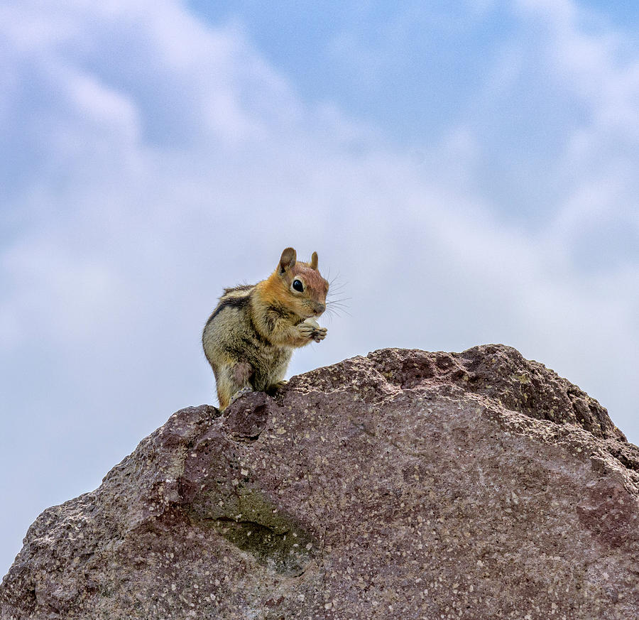 Golden-Mantled Ground Squirrel Photograph by Jon Exley