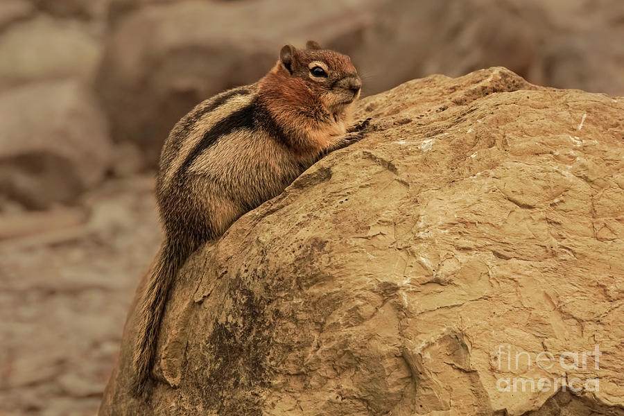 Glacier National Park Photograph - Golden-mantled Ground Squirrel Perched on a Rock by Nancy Gleason