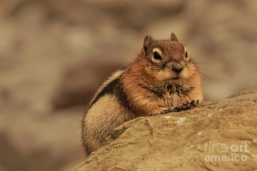 Golden-mantled Ground Squirrel Portrait Photograph by Nancy Gleason