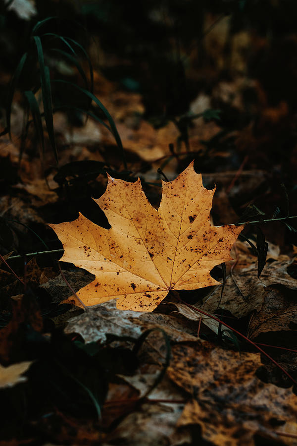 Golden maple leaf in dark forest Photograph by Vaclav Sonnek