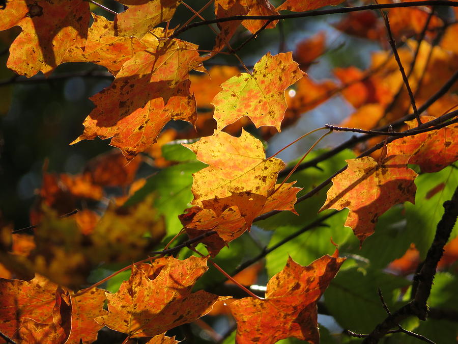 Golden Maple Leaves - #16575 Photograph by StormBringer Photography