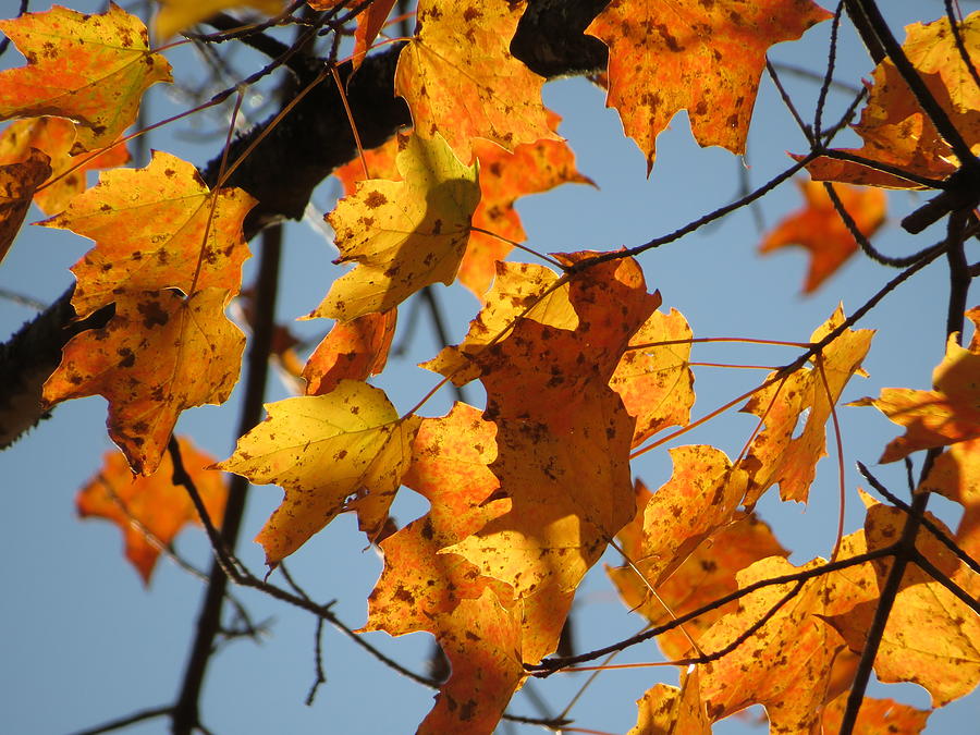 Golden Maple Leaves - #16582 Photograph by StormBringer Photography