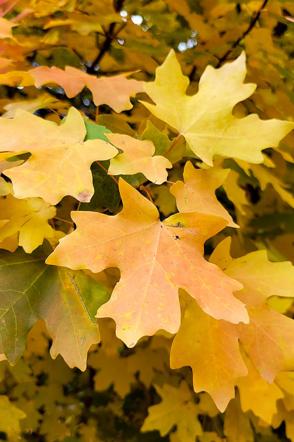 Yellow Photograph - Golden Maple Leaves by Bonny Puckett