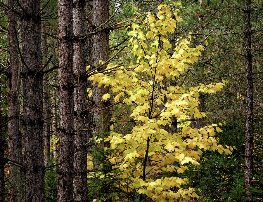 Golden Maple - Simmons Woods, Michigan USA - Photograph by Edward Shotwell Golden Maple - Simmons Woods, Michigan USA - Photograph by Edward Shotwell