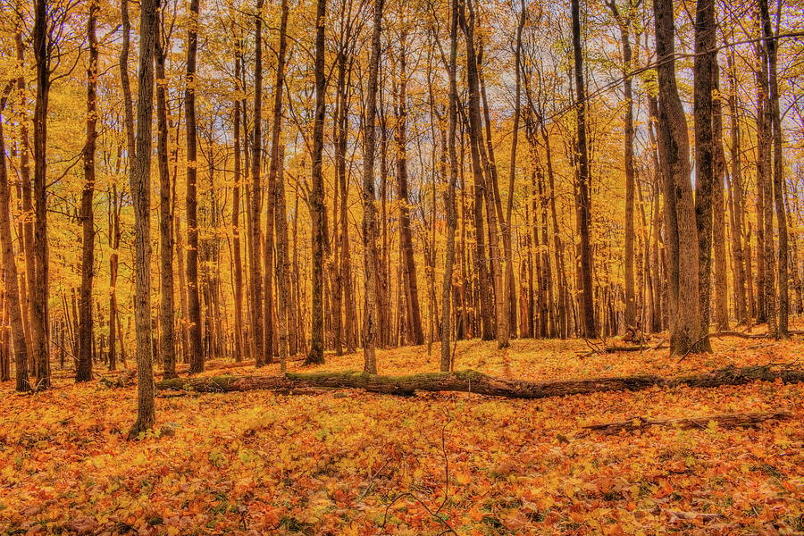 Golden Maples At Rib Mountain State Park Photograph by Dale Kauzlaric
