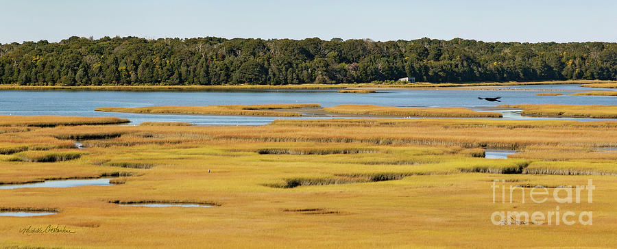 Golden Marsh Photograph by Michelle Constantine