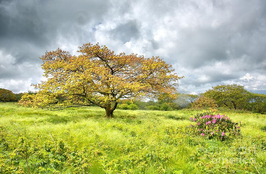Golden Meadow Photograph by Blaine Owens Golden Meadow Photograph by Blaine Owens