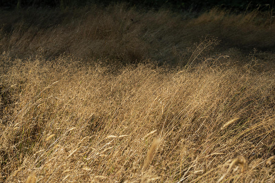Golden Meadow Grass Photograph by Robert Potts