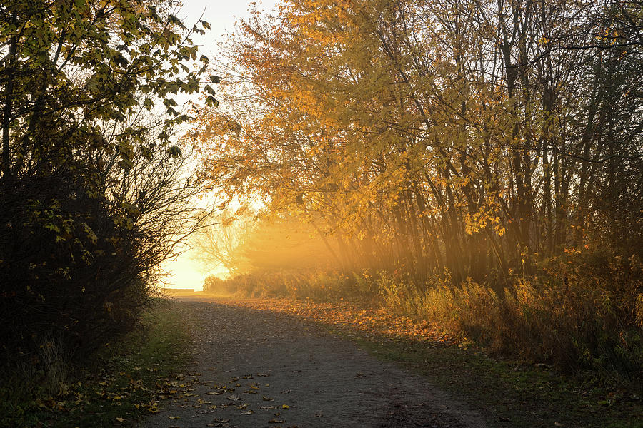 Golden Mists of Autumn - Country Road Towards the Sunshine Photograph by Georgia Mizuleva