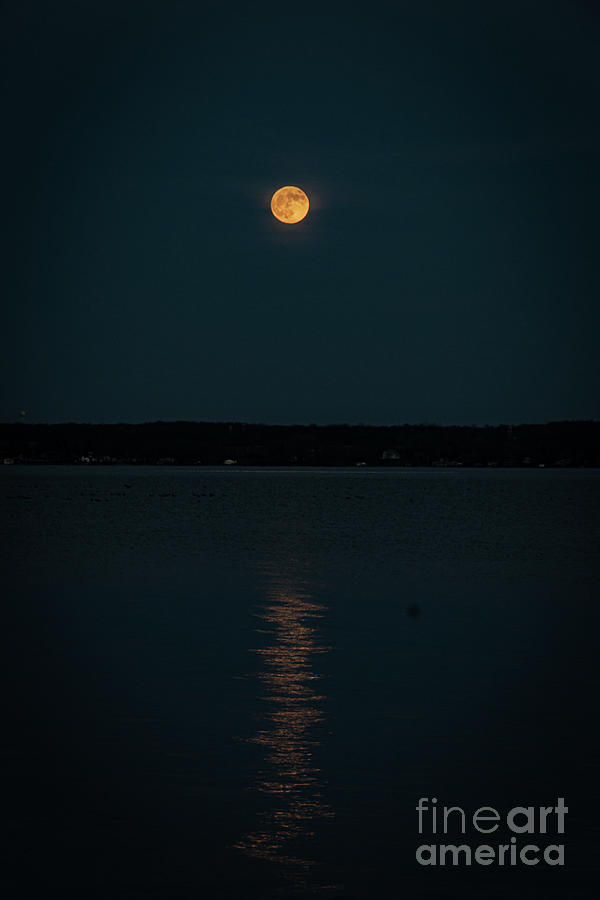 Golden Moon Photograph by William Norton