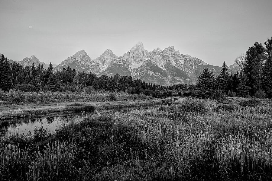 Golden Morning at Grand Teton National Park Black and White Photograph by Judy Vincent