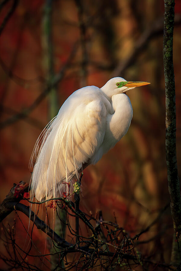 Golden Morning Photograph by Daniel Fleming Golden Morning Photograph by Daniel Fleming