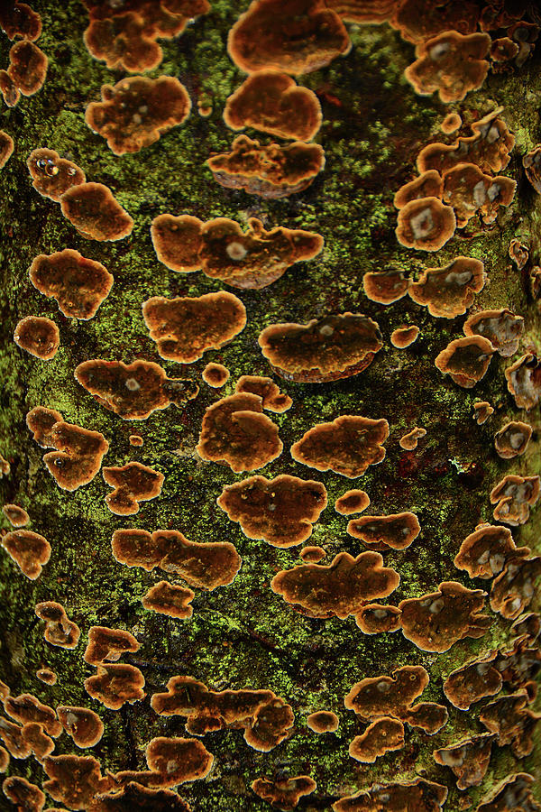 Golden Mushrooms and Moss Cover a Tree Photograph by Raymond Salani III