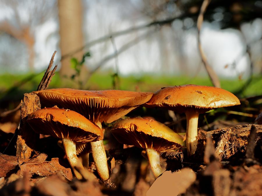 Golden Mushrooms Photograph by Richard Thomas