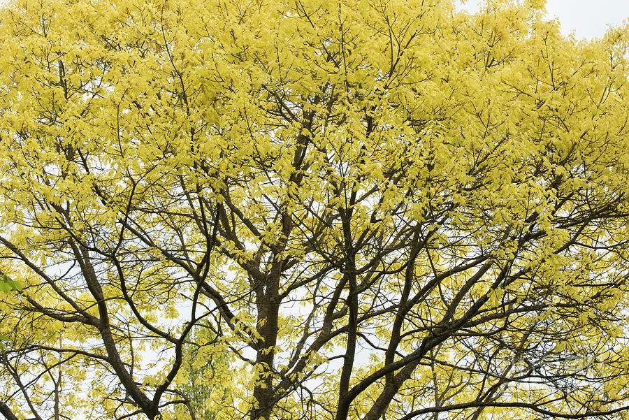 Tree Photograph - Golden Northern Red Oak Tree in April by Tim Gainey
