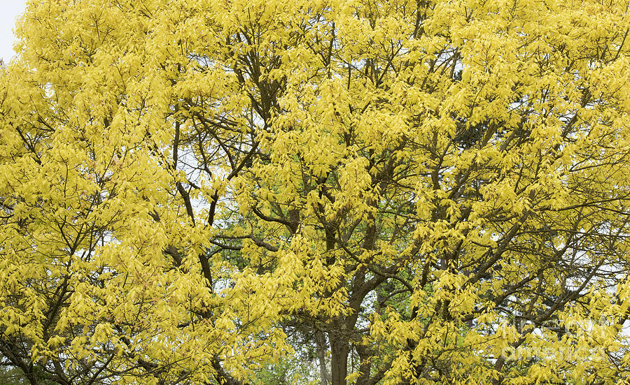 Tree Photograph - Golden Northern Red Oak Tree in Spring by Tim Gainey