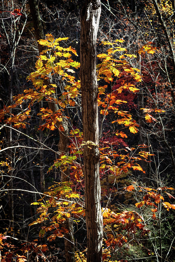 Golden Oak in the Forest Photograph by Debra and Dave Vanderlaan