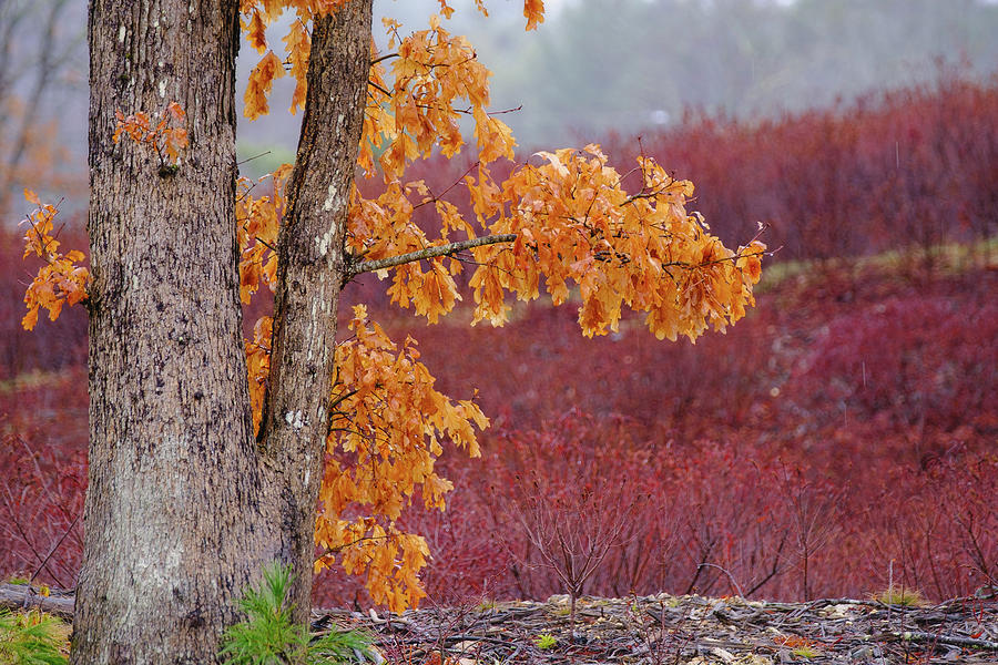Golden Oak Photograph by Jeff Sinon