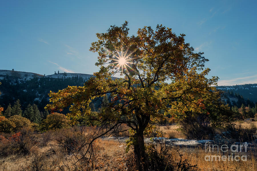 Golden Oak Sunbeams Photograph