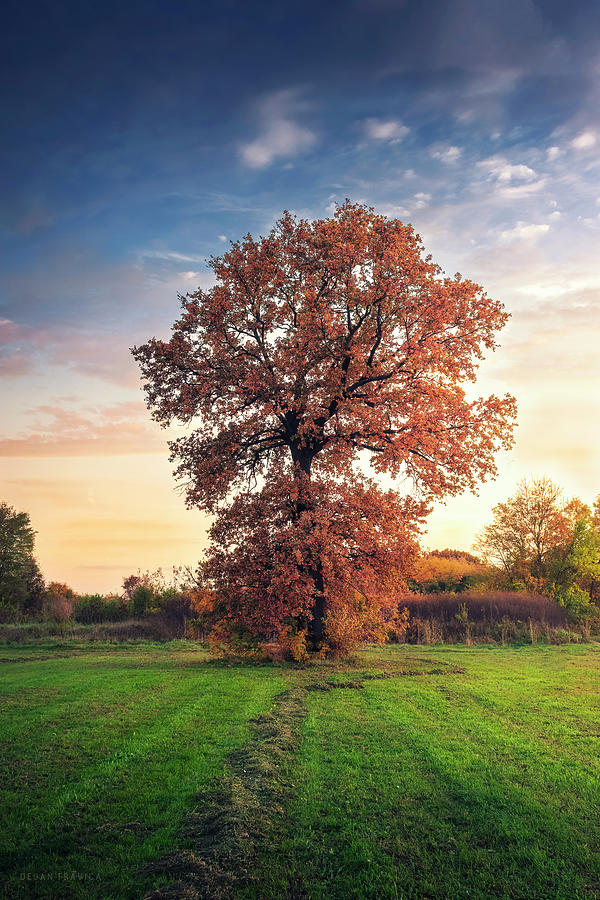 Golden oak tree in the autumn field Photograph by Dejan Travica