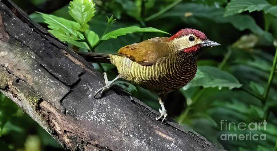 Golden Olive Woodpecker Photograph by Ed McDermott