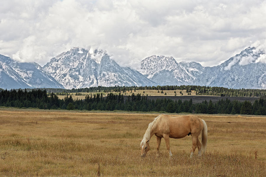 Golden One -- Horse Grazing in Mountain Landscape in Grand Teton National Park, Wyoming Photograph by Darin Volpe
