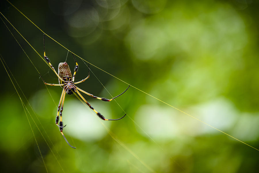 Golden orb spider in its golden colored web Photograph by OGphoto