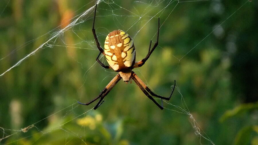 Argiope Orb Weaver-Spider Art Mixed Media by Shelli Fitzpatrick