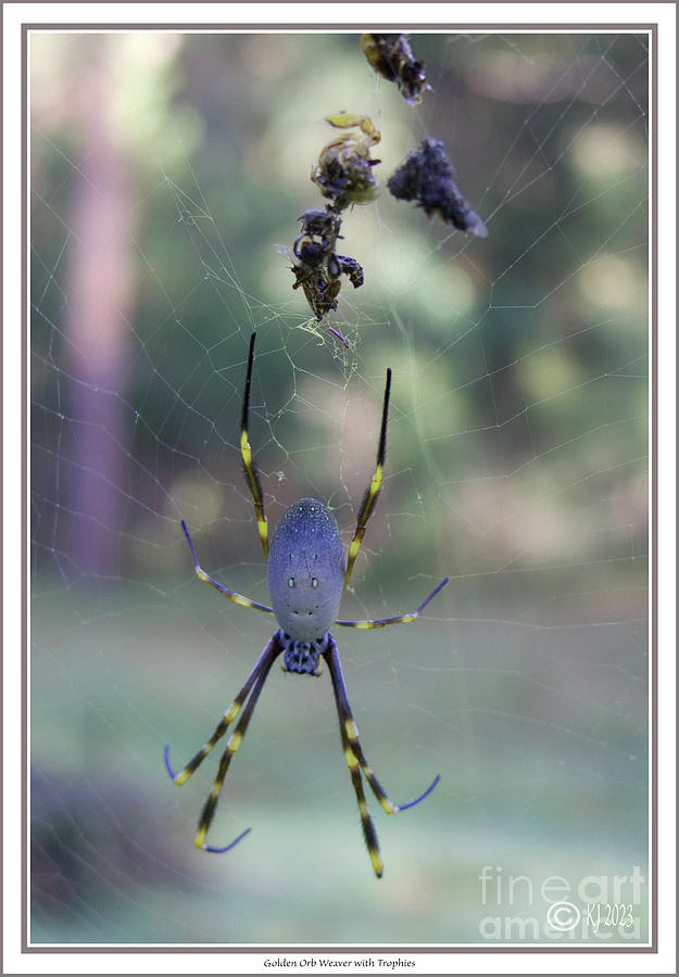 Golden Orb Weaver With Trophies Photograph