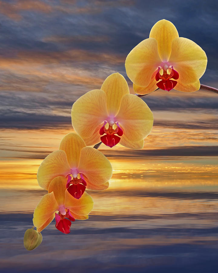 Golden Orchid Sunset Photograph by Gill Billington
