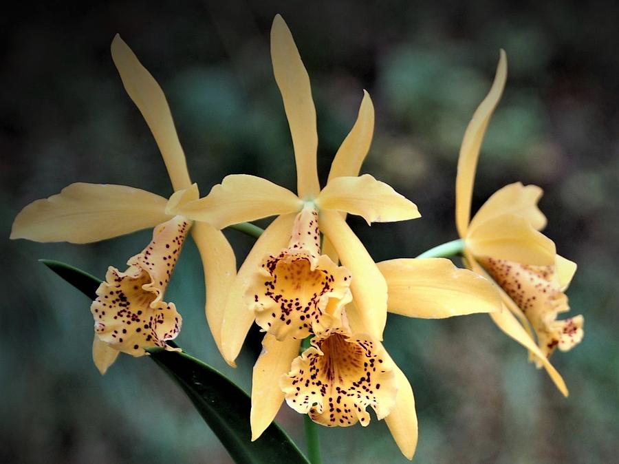 Golden Orchids Mixed Media by Nancy Ayanna Wyatt