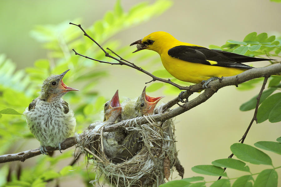 Golden Orioles -Oriolus oriolus-, young bird, chick, begging, adult male feeding the birds with a white mulberry, nest in an acacia tree, Bulgaria Photograph by Franz Wogerer Golden Orioles -Oriolus oriolus-, young bird, chick, begging, adult male feeding the birds with a white mulberry, nest in an acacia tree, Bulgaria Photograph by Franz Wogerer