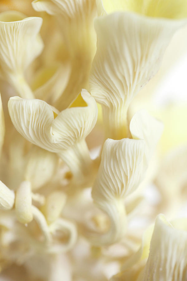 Golden Oyster Fungal Vertical Photograph