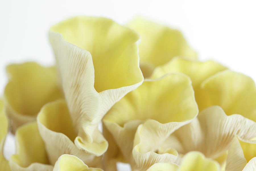 Golden Oyster Fungus Photograph by Iris Richardson