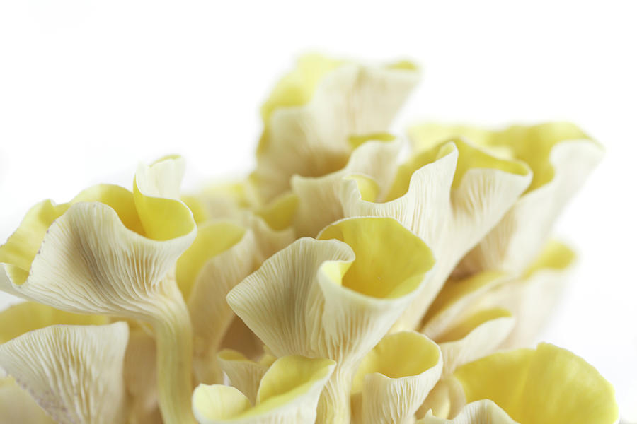 Mushroom Photograph - Golden Oyster Mushrooms  by Iris Richardson